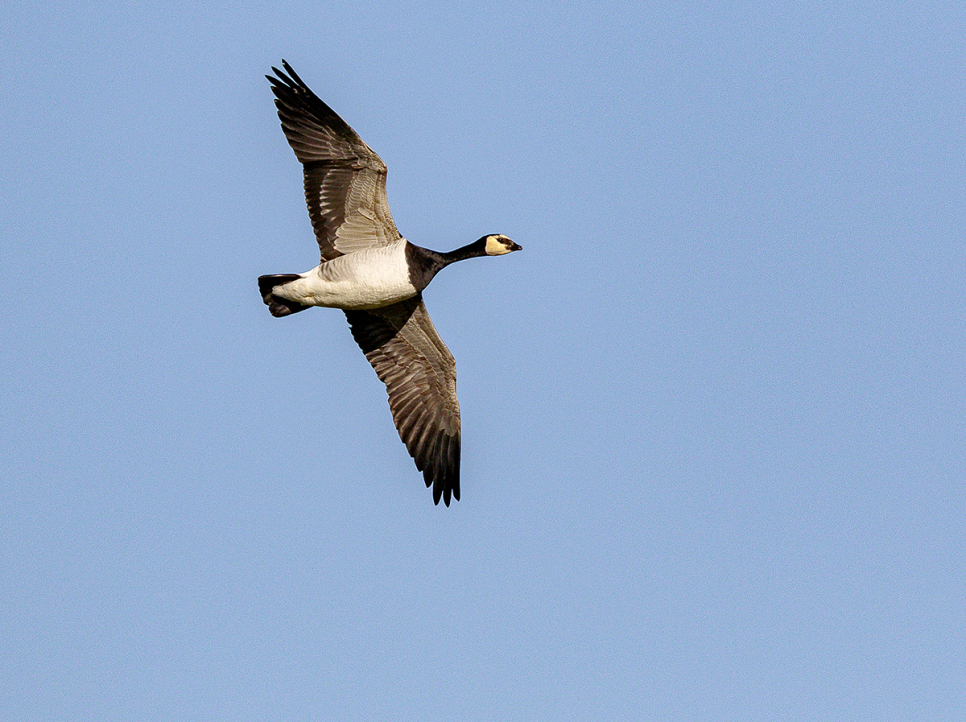Recent counts for barnacle geese and whooper swans 